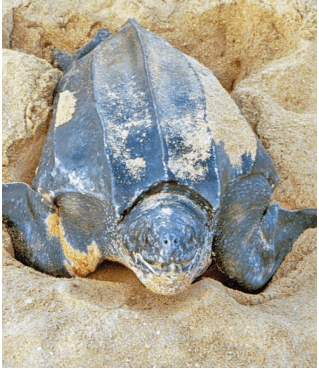 turtle – East Coast Current